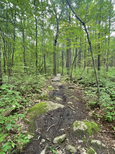 Best Hikes and Trails in Braintree Town Forest | AllTrails