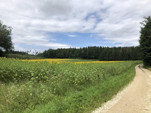Donauversinkung (Premiumwanderweg)