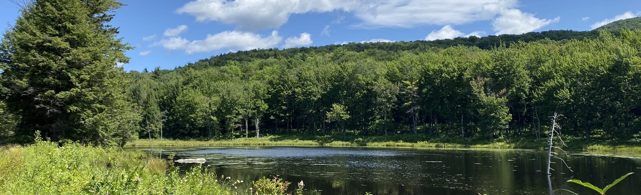 Preston Pond Loop to Libby's Look Loop, Vermont 285 Reviews, Map AllTrails