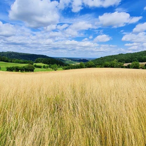 Rundwanderweg Fischbachtal 1 : Panoramaweg