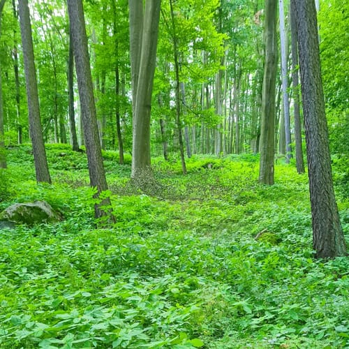 Rundwanderweg Fischbachtal 1 : Panoramaweg