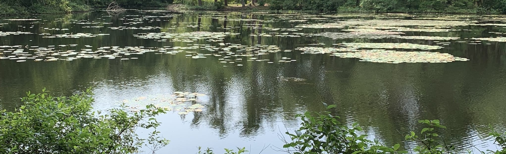 PascoagHarrisville Pedestrian Path and Duck Pond, Rhode Island 76