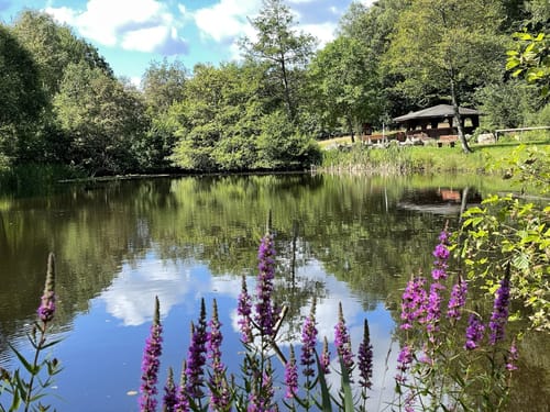 Saar-Hunsrück-Steig Etappe 5: Losheim am See - Weiskirchen