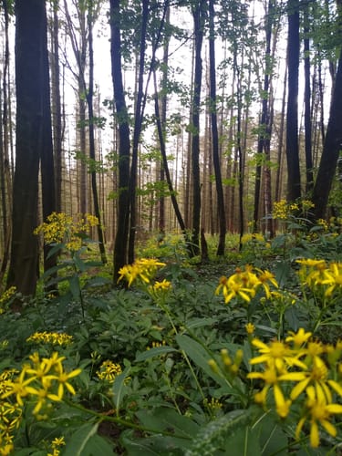 Herrmannsweg Etappe 8: Detmold - Horn-Bad Meinberg