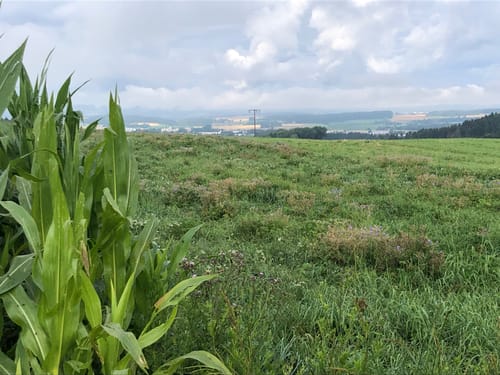 Waldcafe nach Hochemmingen