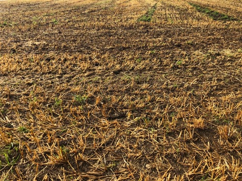 Waldcafe nach Hochemmingen