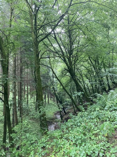 Naturpark Südeifel Wanderweg Nr. 14 - Jucken