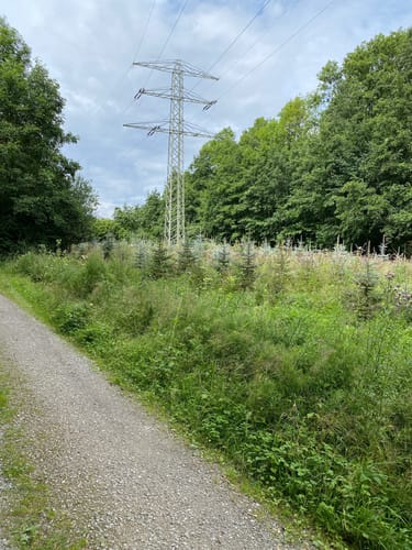 NSG Tagebau Haverlahwiese
