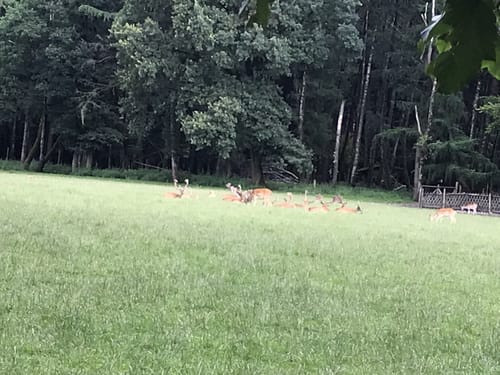 Um den Wildpark Poing