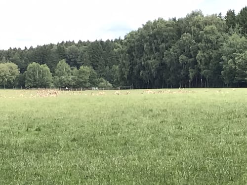 Um den Wildpark Poing