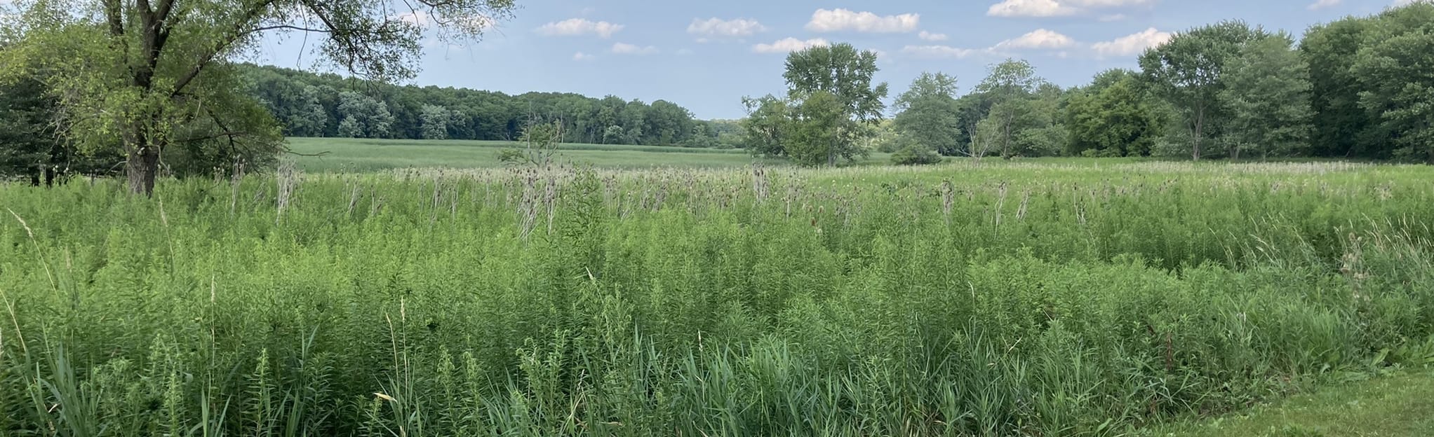 Busse Woods Red and Black Trail 208 foto's Illinois AllTrails