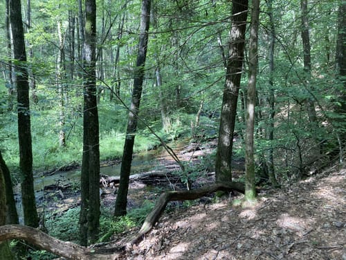 Steinhauerweg (Traumschleife)