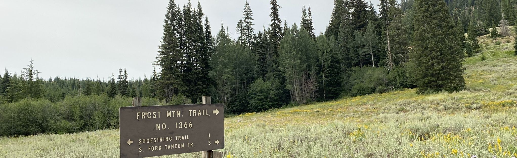 Taneum Frost Mountain OHV Loop, Washington - 5 Reviews, Map | AllTrails