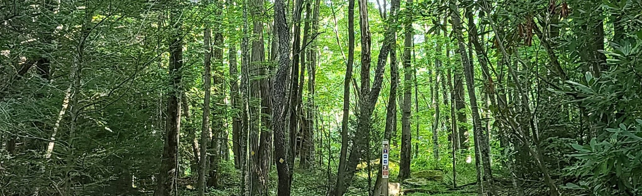 Lost Creek Trail 19 Reviews, Map Virginia AllTrails