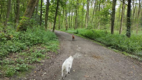 Bodelschwingher Wald - Schweriner Halde