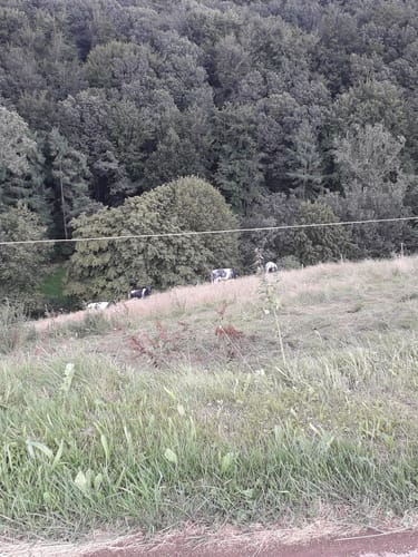 Krautscheid - Oberpierscheid (Naturpark Südeifel Wanderweg Nr. 90)