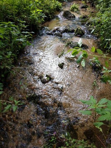 Durch den Wald bei Eitenzell