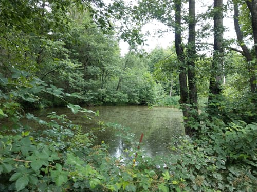 Durch den Wald bei Eitenzell
