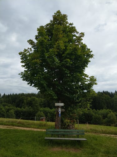 Durch den Wald bei Eitenzell