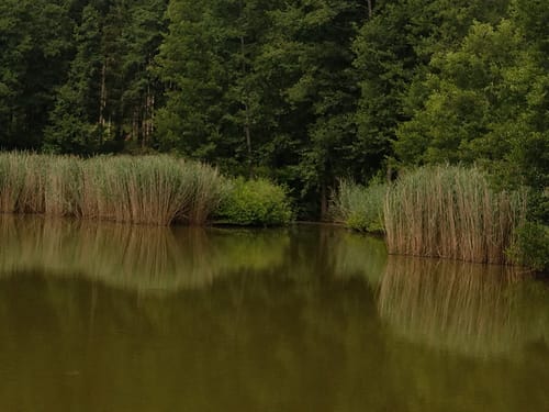 Durch den Wald bei Eitenzell
