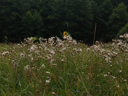 Durch den Wald bei Eitenzell