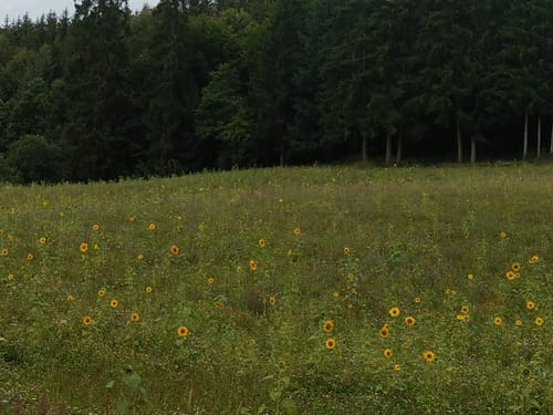 Durch den Wald bei Eitenzell