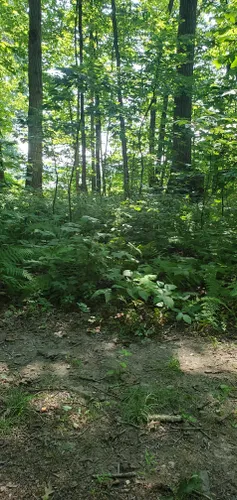 Best Hikes and Trails in Birch Run Forest Land Preserve | AllTrails