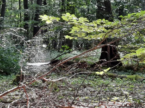 Waldrunde ab Forsthaus Winterstein