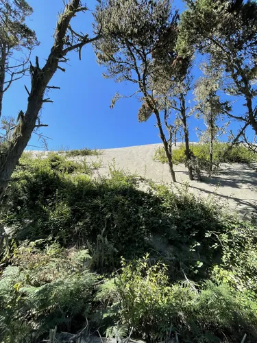 Best Wild Flowers Trails in Humboldt Bay National Wildlife Refuge ...