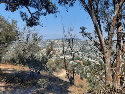 Elysian Park Hiking Trail Best 10 Trails In Elysian Park | Alltrails