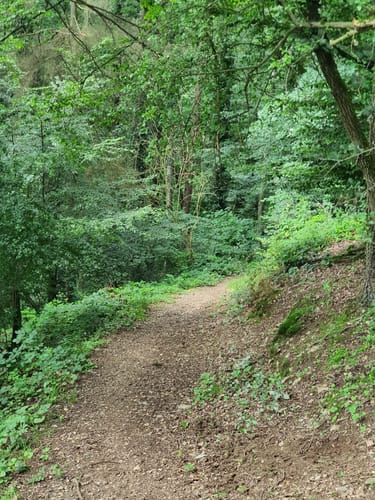 Panoramaweg von Rodenbach