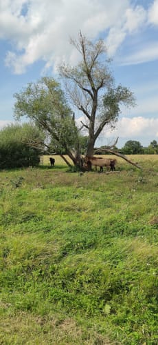 Wulfener Bruchwiesen