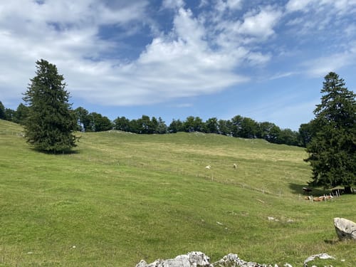 Friedenrath und Hochplatte ab Niedernfels