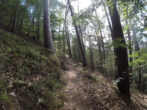 Erlenbach - Burg Berwartstein - Seehofweiher