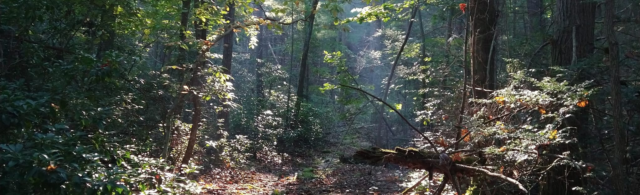 Red Run, Tarburner Spring, Turtle and Rothrock Loop Pennsylvania