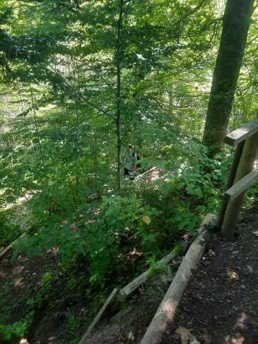 Waldpfad Groppertal (Premiumwanderweg)