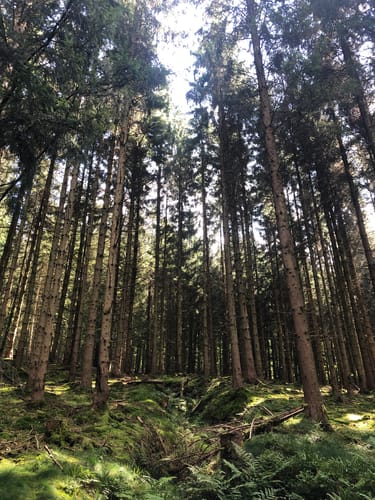 Rund um Camping Reinsfeld