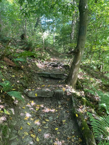 Saynsteig (Traumpfad)