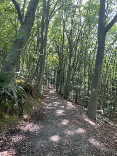 Saynsteig (Traumpfad)