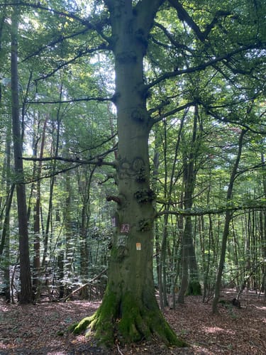 Saynsteig (Traumpfad)