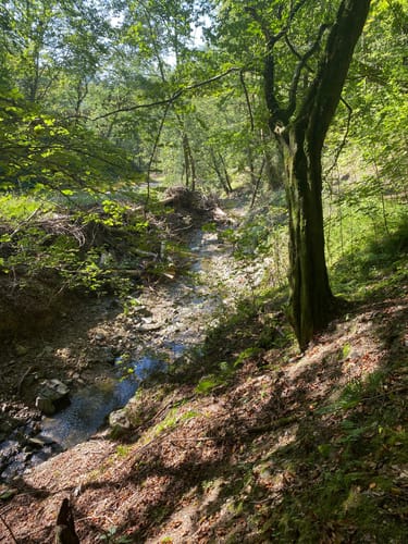 Saynsteig (Traumpfad)