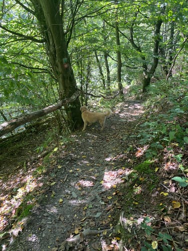 Saynsteig (Traumpfad)