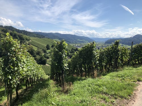 Rund um den Mooskopf