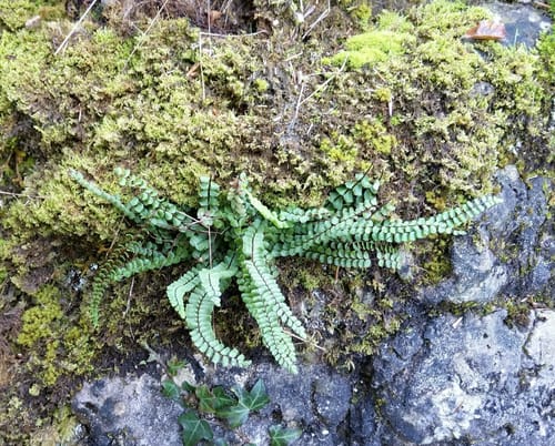 EifelSpur: Toskana der Eifel