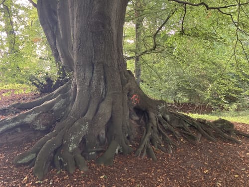 Runde zum Arboretum Tannenhöft