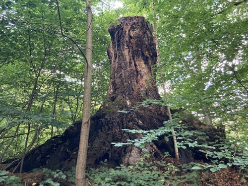 Runde zum Arboretum Tannenhöft