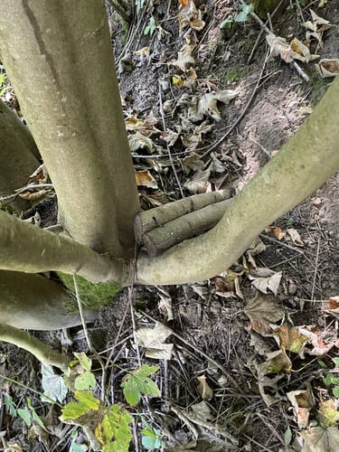 Ith-Hils-Weg Etappe 5: Delligsen - Duingen