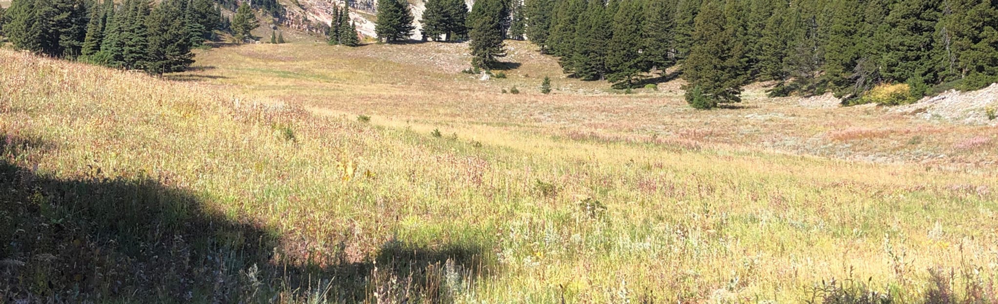 Bridger Bowl Ridge Trail 77 Reviews, Map Montana AllTrails