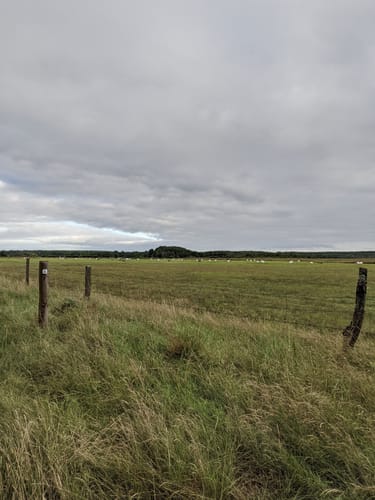 Grüne Rohrdommel Krienke