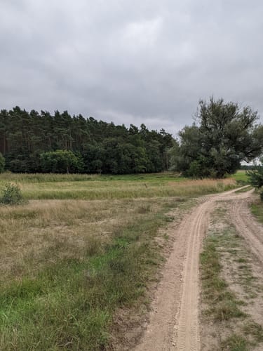 Grüne Rohrdommel Krienke